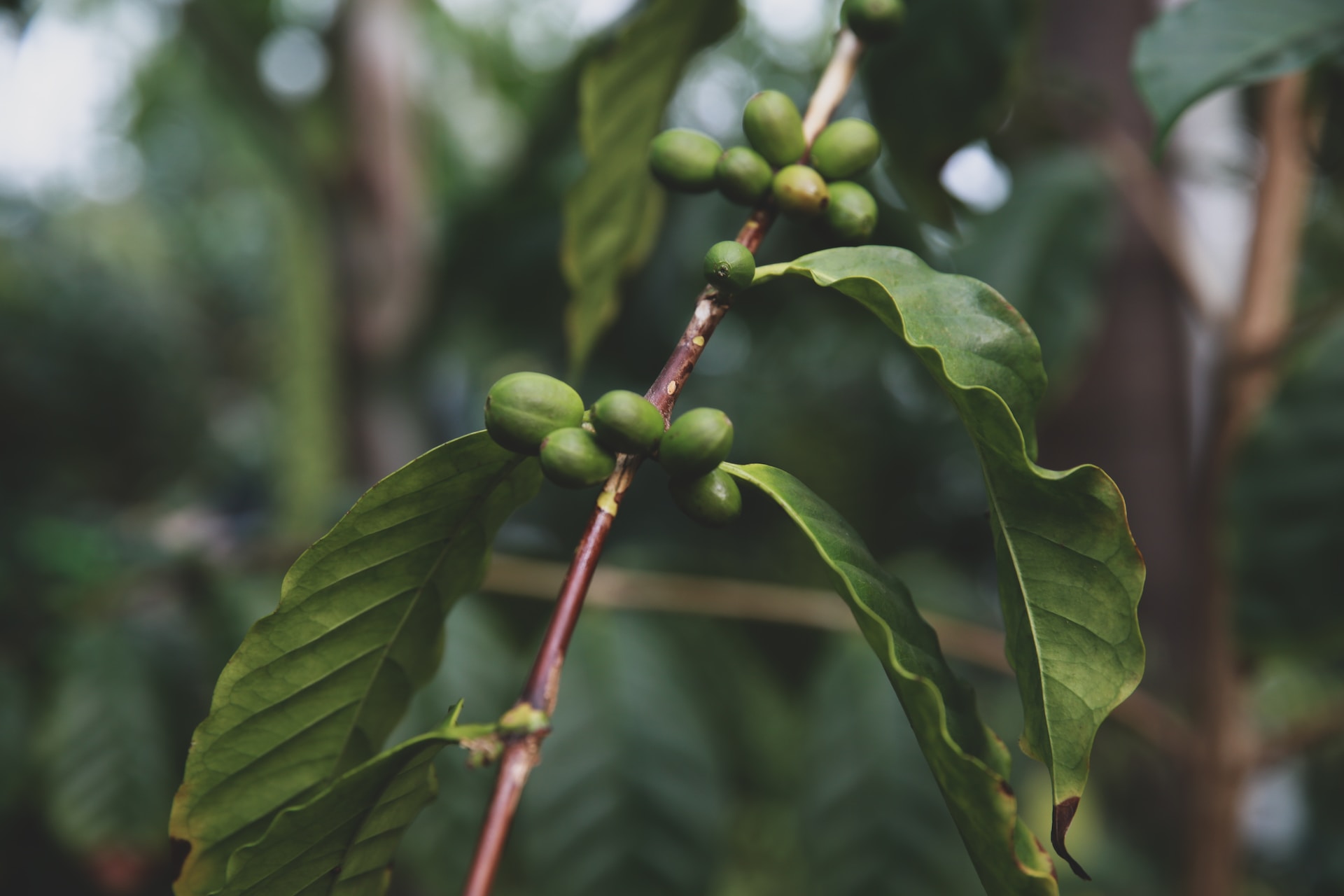 The World’s Most Unique Coffee Beans & What Makes Them so Special